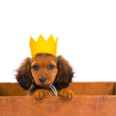 Party Beast Pet Crown